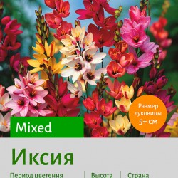 Иксия (Ixia) mixed